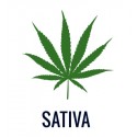 Sativa