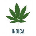 Indica